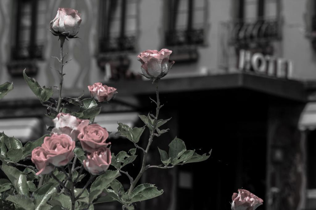 Pohl'S Rheinhotel Adler ซังคท์โกอาร์สเฮาเซิน ภายนอก รูปภาพ